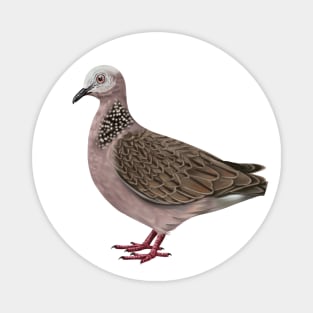 Spotted Dove | Spilopelia chinensis Magnet